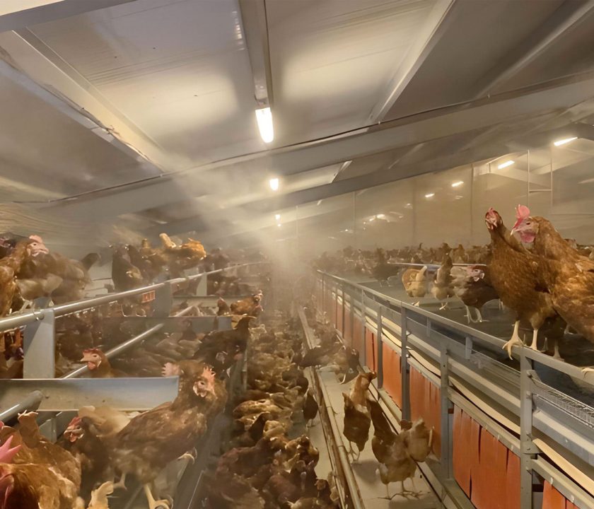 Beneficio de la nebulización de agua en gallinas ponedoras