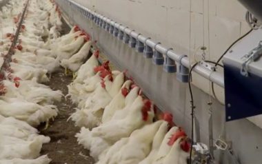 Comedero para Gallos Matrix: Innovación y Eficiencia en la Alimentación Avícola