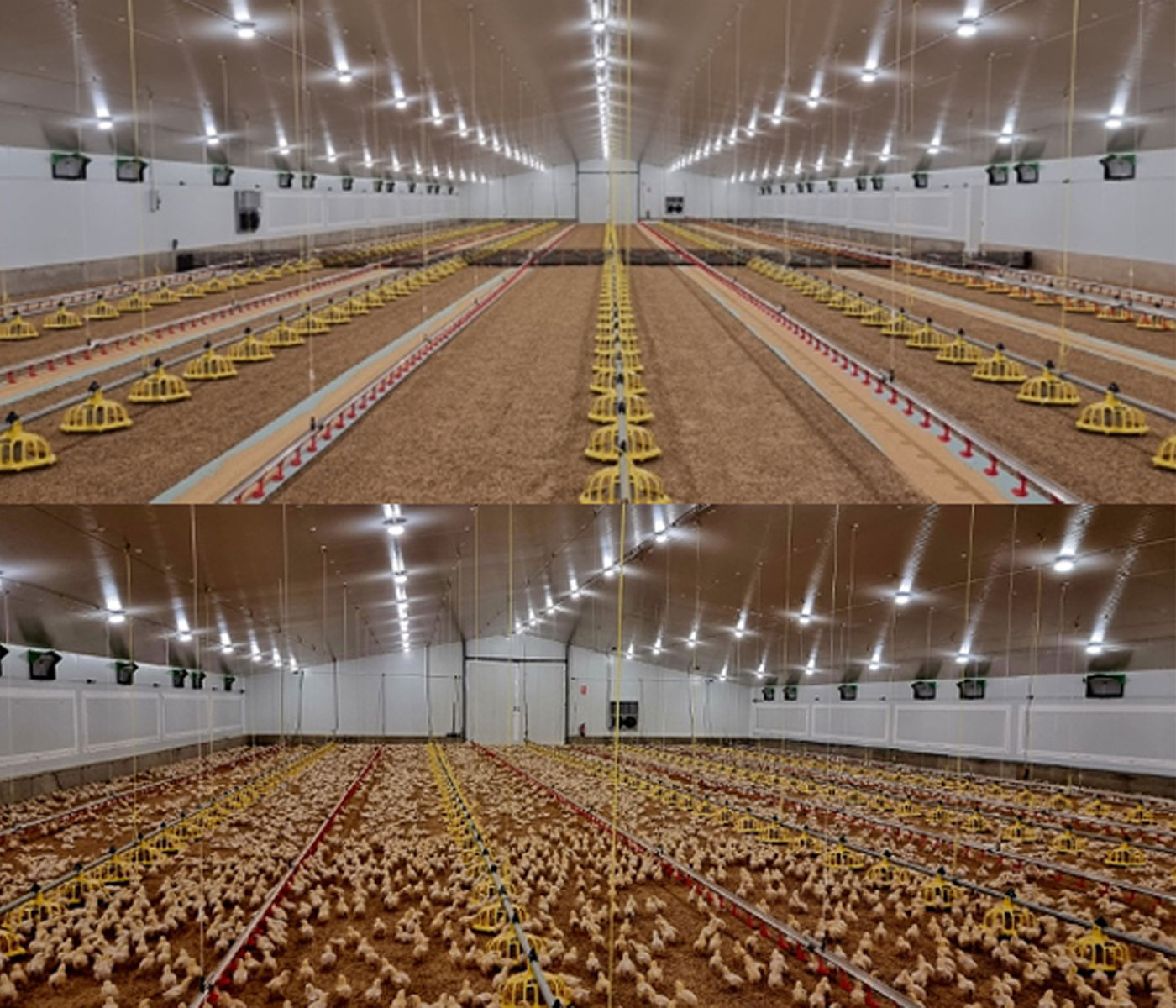 Granja Valdeorrasco: un enfoque moderno para la producción avícola