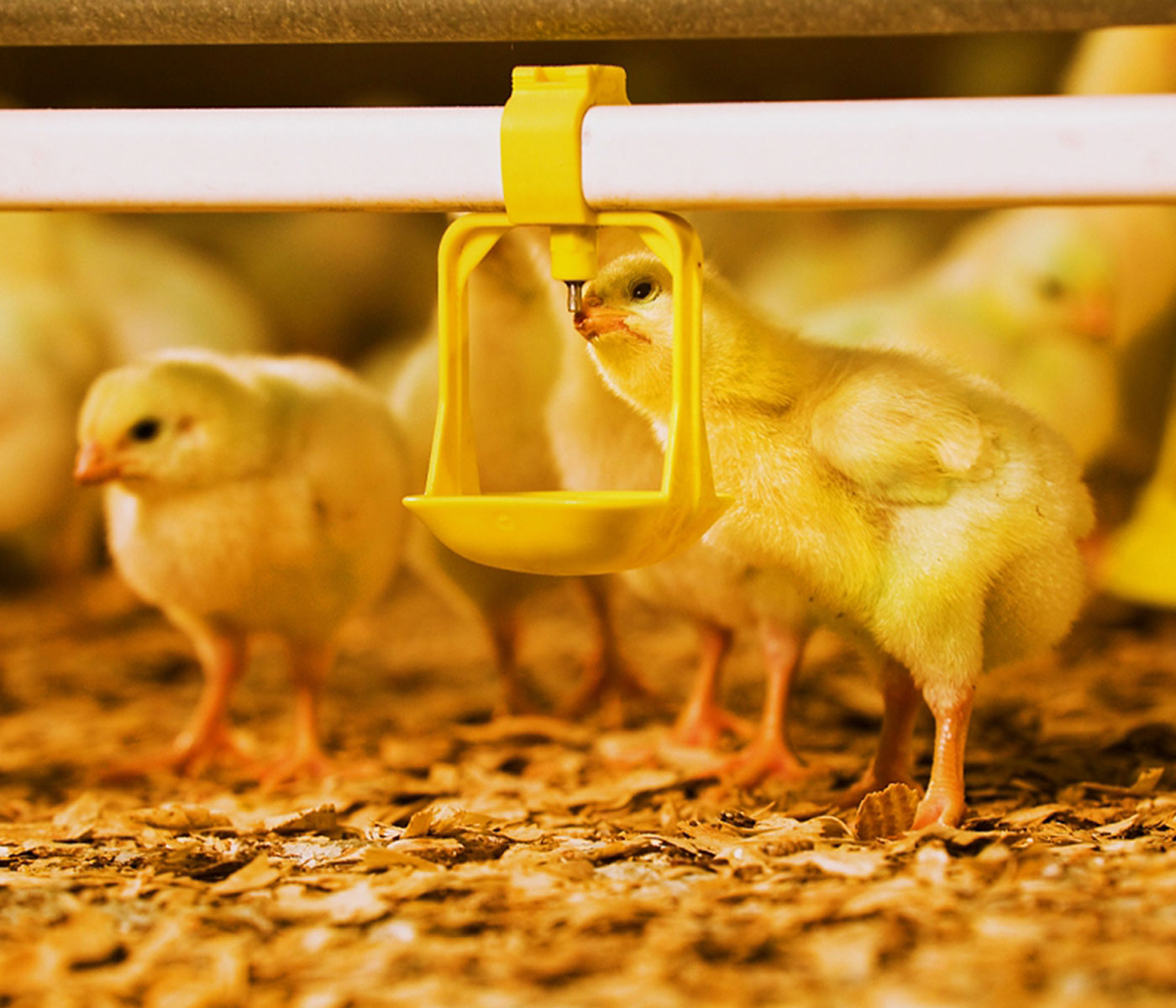 Cómo fortalecerse contra la influenza aviar: herramientas esenciales