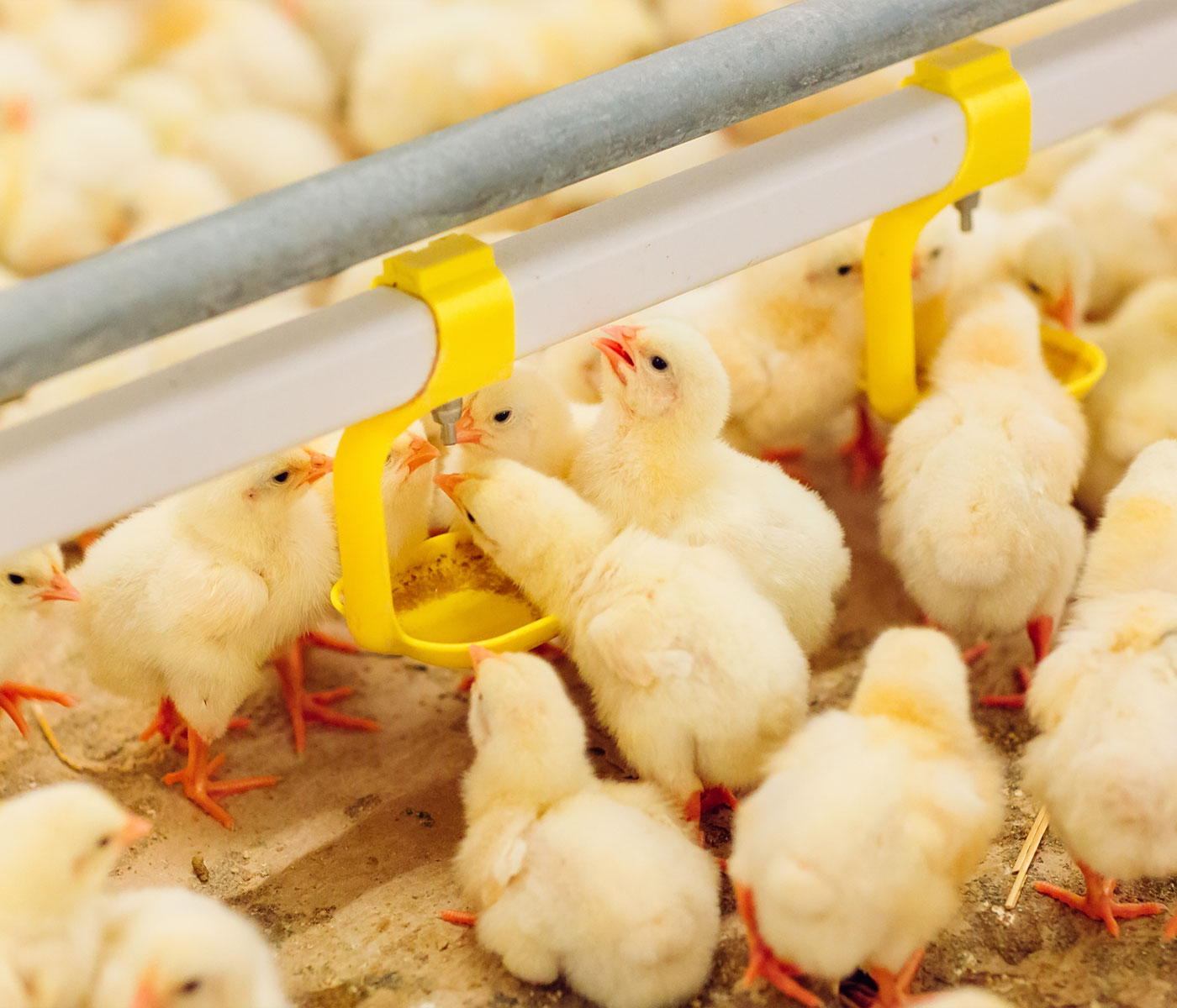 El MAPA modifica de nuevo el R.D de ordenación de granjas avícolas