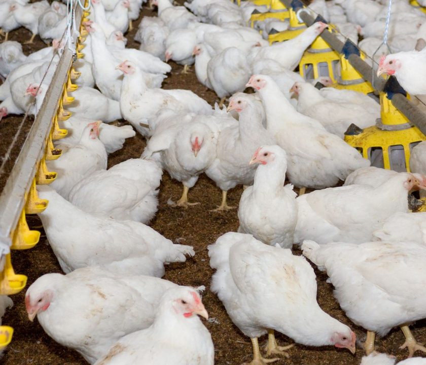 Argentina: Avicultura de carne afectada por la disminución del 28% de sus exportaciones de pollo