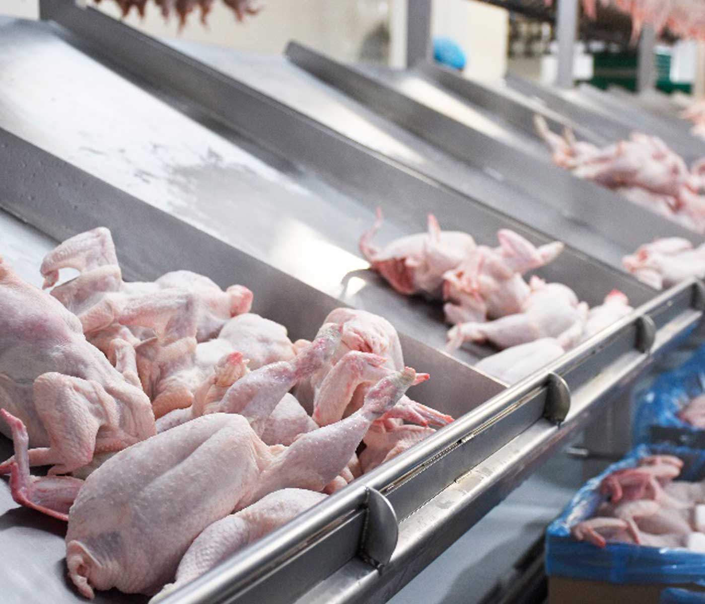 Adoptando medidas de seguridad alimentaria en el procesamiento avícola