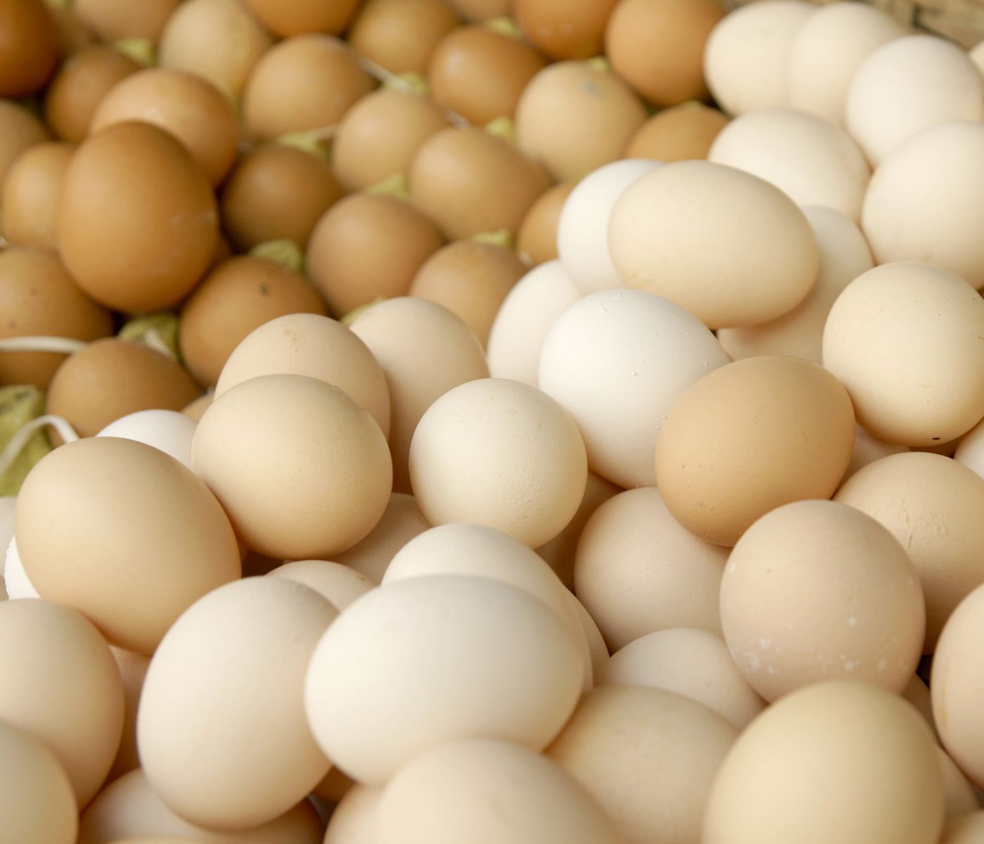 Productores de huevos argentinos solicitan vacunar a las aves por la Influenza Aviar y rebajar el IVA