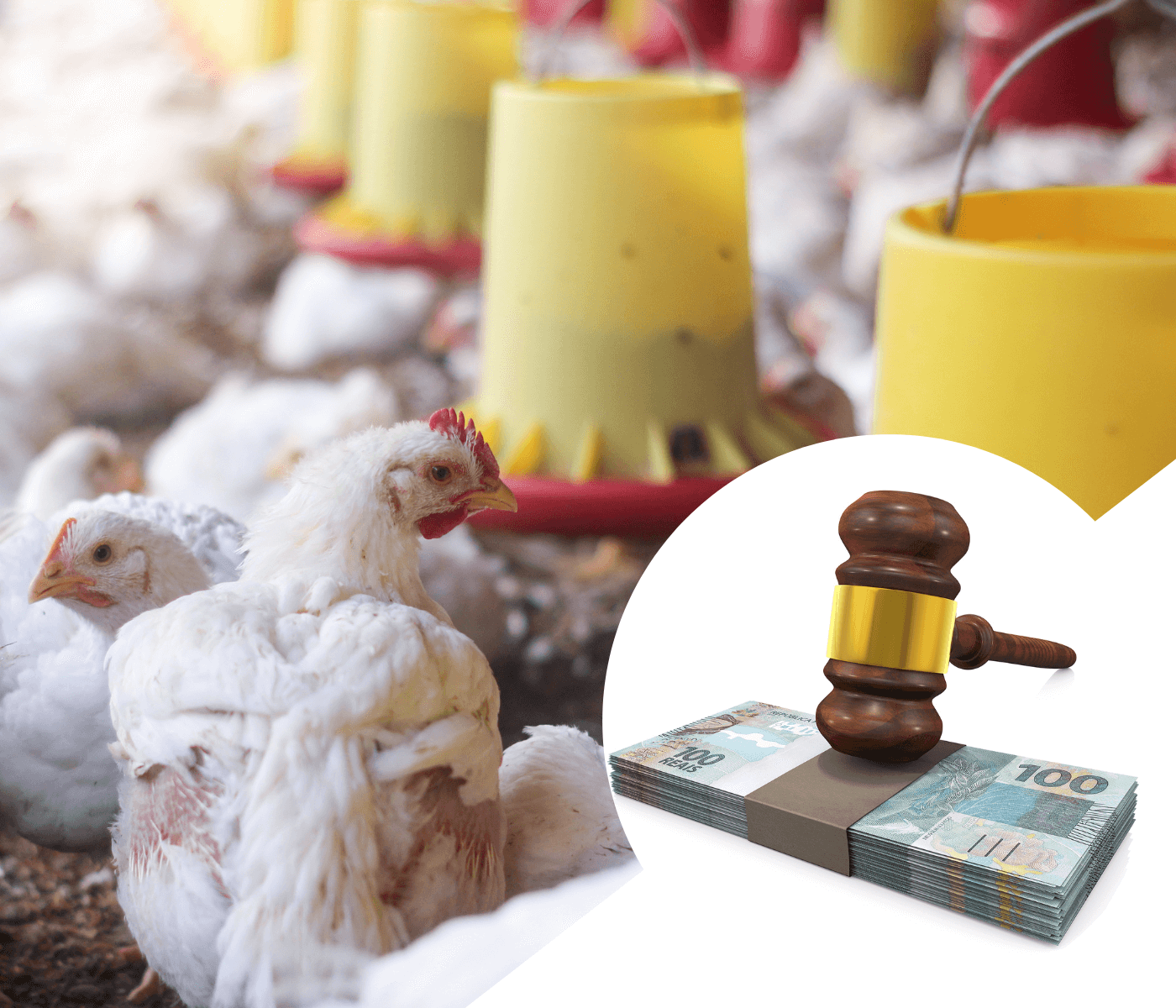 Custos de produção de frangos de corte voltam a cair em junho