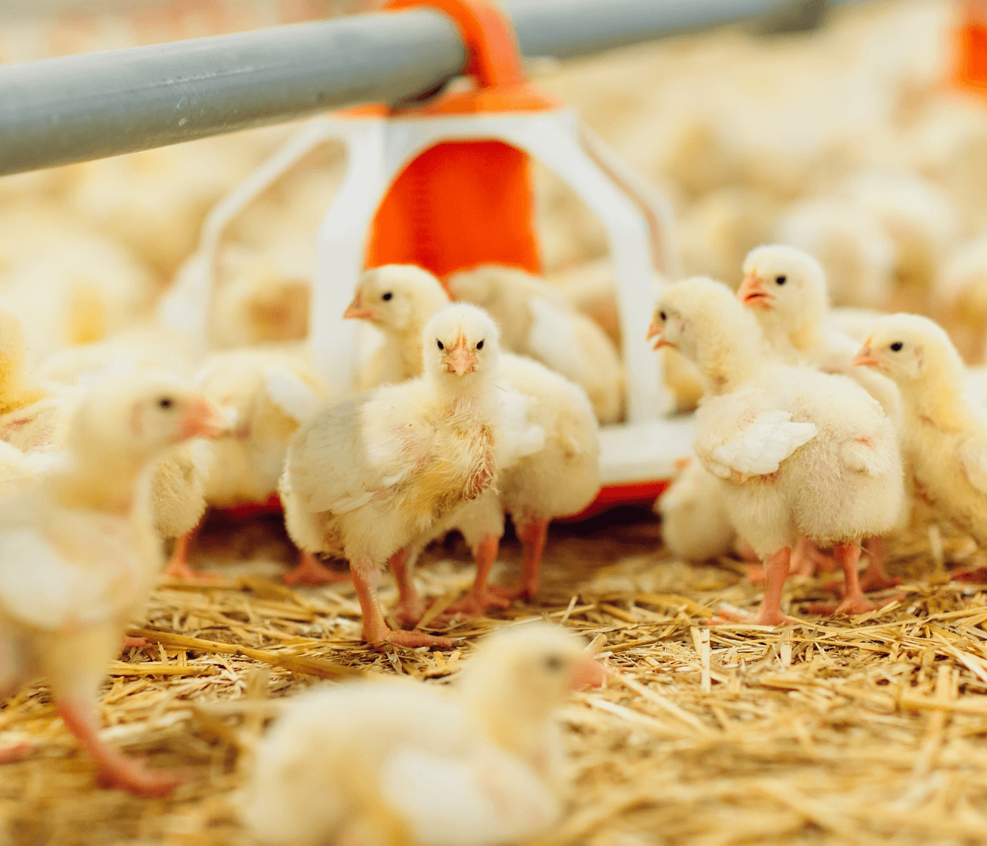 Cobb-Vantress destaca estratégias de manejo de inverno para melhor desempenho de frangos de corte