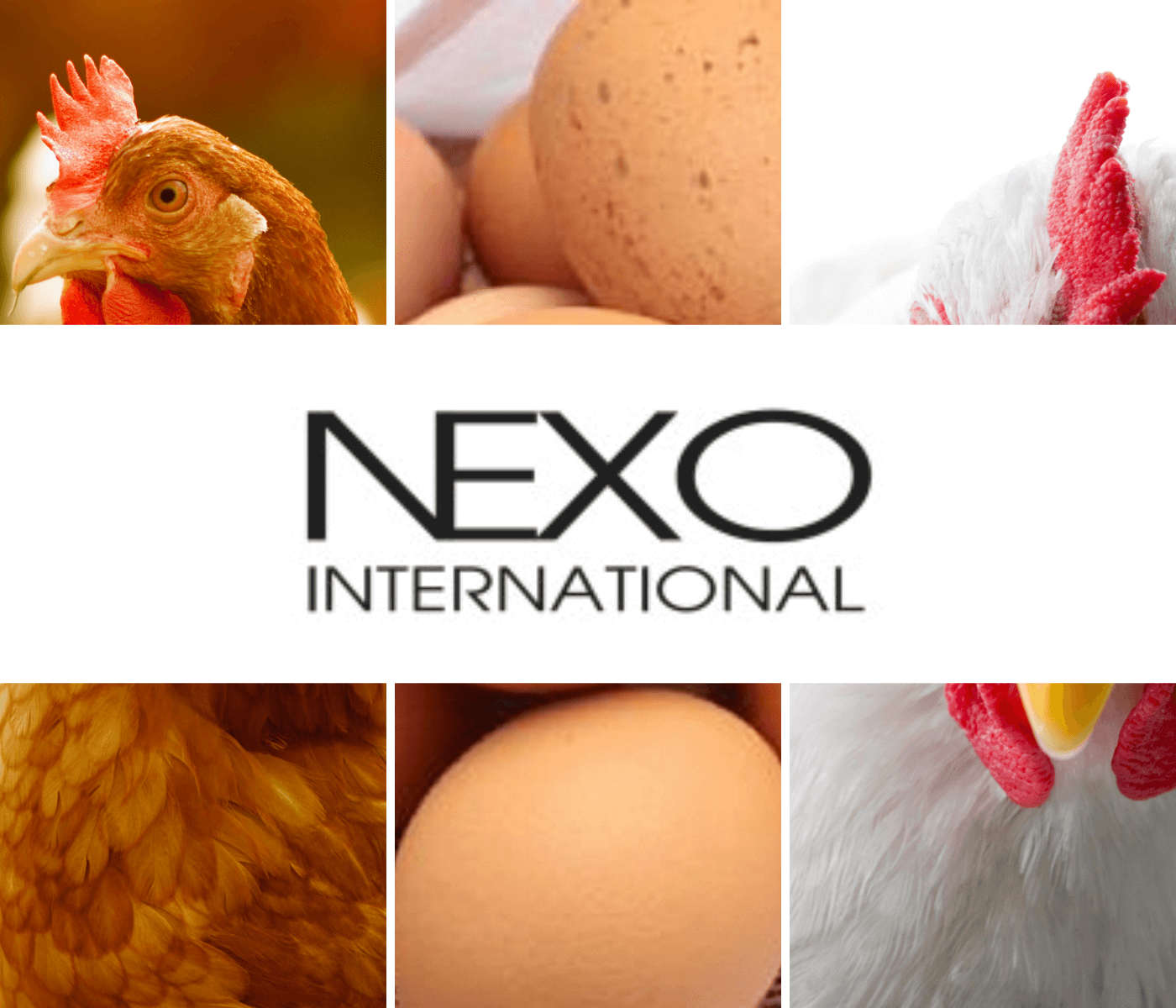 Nexo International impulsiona inovação e sustentabilidade com sua participação no mercado de aditivos para animais