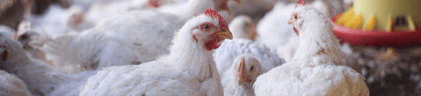 salmonelas paratíficas em frangos