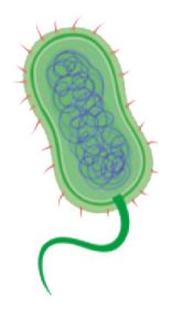 Clostridium butyricum en la inhibición de patógenos y crecimiento