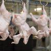 Orden de sacrificio en canales de pollos en matadero
