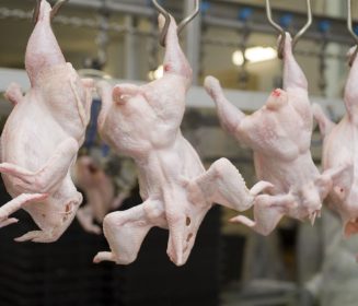 Importancia del orden de sacrificio sobre el recuento de campylobacter en canales de pollos en matadero