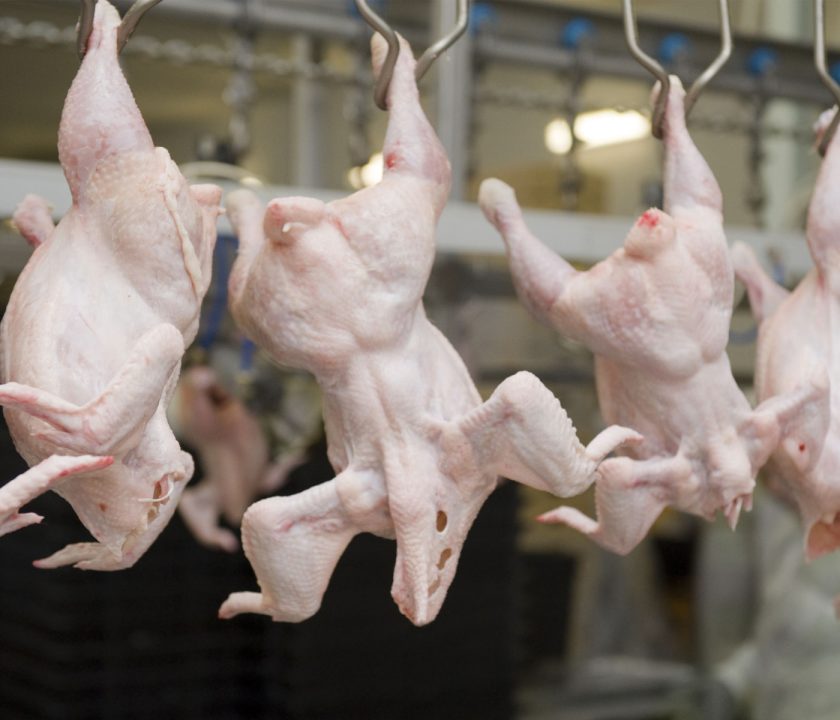 Orden de sacrificio en canales de pollos en matadero