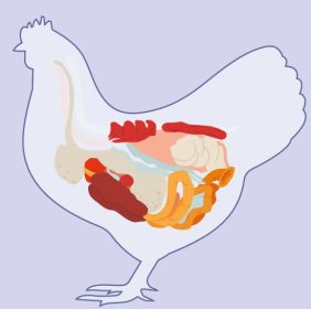 Probióticos, prebióticos y sustancias fitogénicas para optimizar la salud intestinal en aves