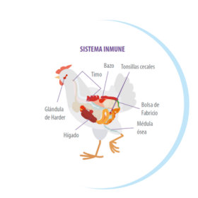 Patología del sistema inmune en el diagnóstico de inmunodepresión en aves
