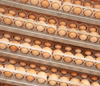 Sexado in ovo: aún no hay soluciones definitivas