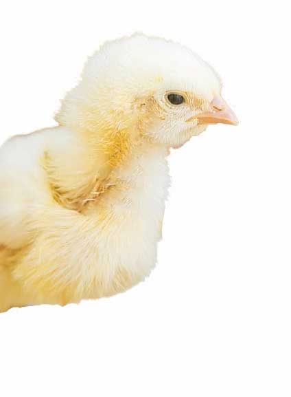 Mantenimiento de pollitos en la nacedora para mejor confort