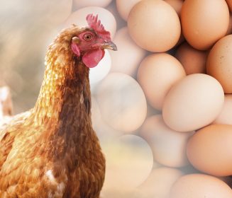Mejorando la producción de huevos con un novedoso postbiótico