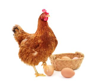 Por lo que vale: Nuevo postbiótico genera un retorno económico en gallinas ponedoras