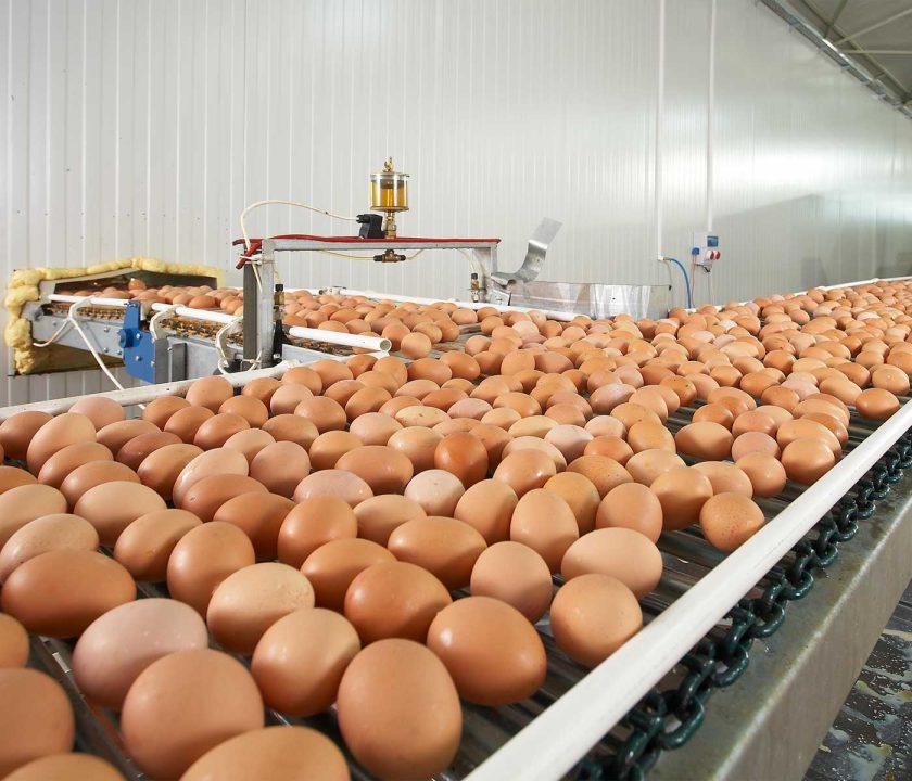 Producción de huevos: ¿qué oportunidades tiene el sector?
