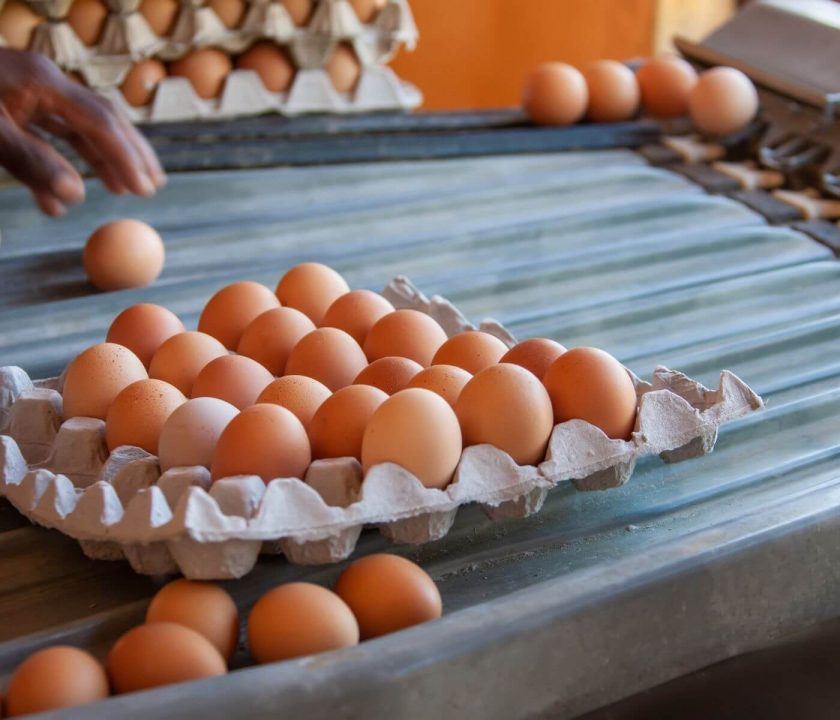 Exportaciones españolas de huevo, ¿los tiempos han cambiado?