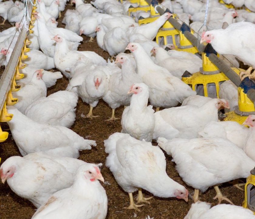 Chile se declara "País Libre de Influenza Aviar Altamente Patógena" en aves de corral