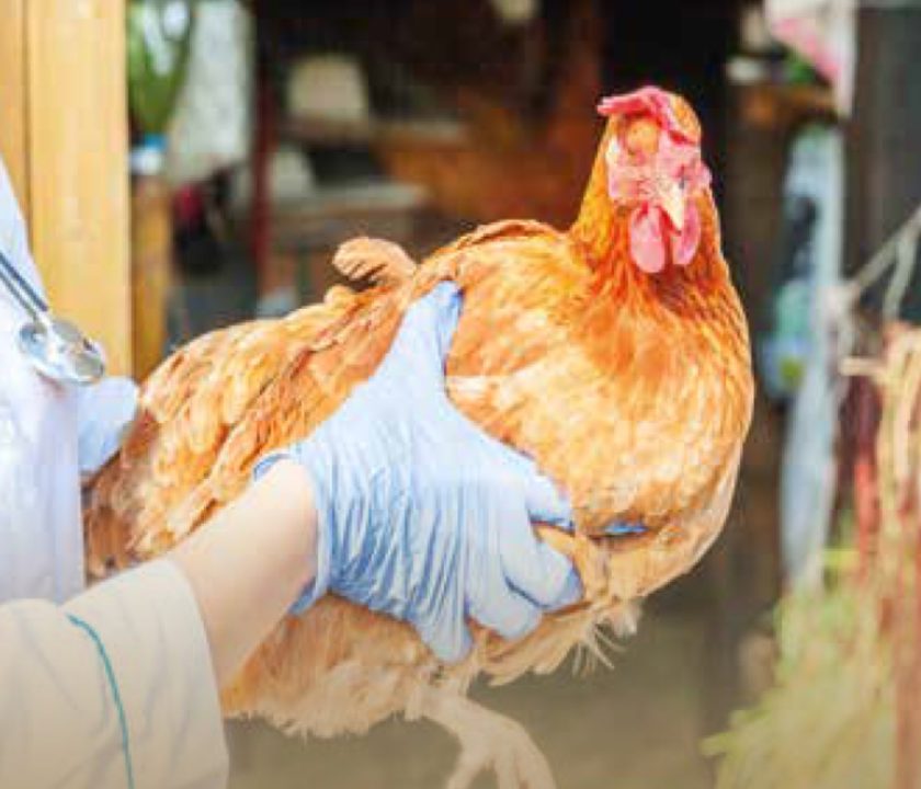 Activan protocolo de bioseguridad por nuevo Influenza Aviar en Ecuador