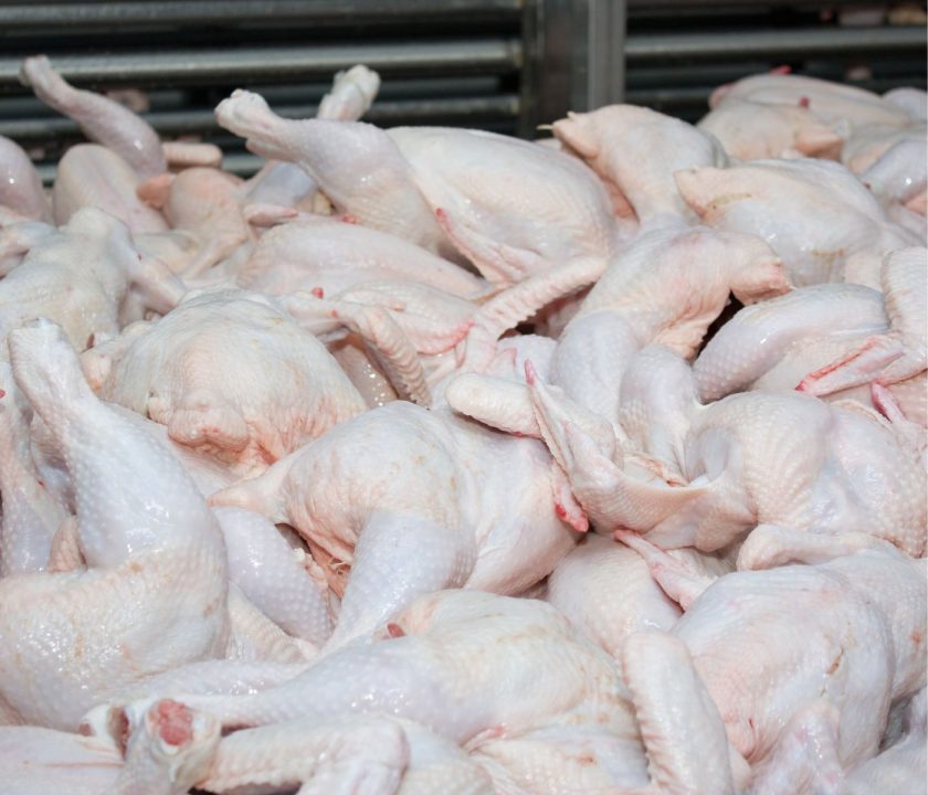 Sector avícola mexicano afectado por la importación de pollo