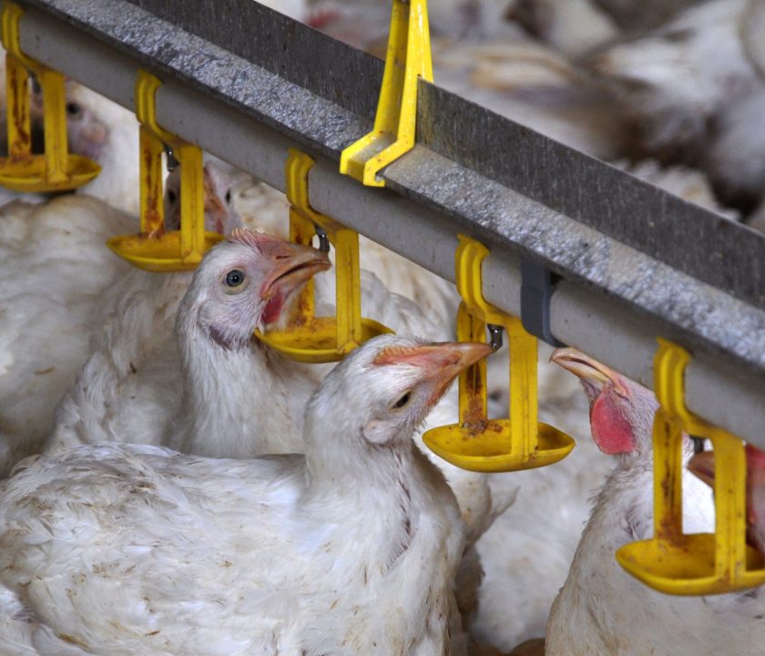 Manejo del agua de bebida en granjas de pollos de engorde