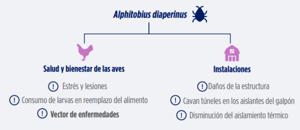 Alphitobius
