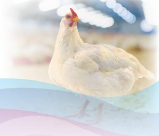 Iamgen Revista Enterite necrótica em frangos de corte – Parte 2