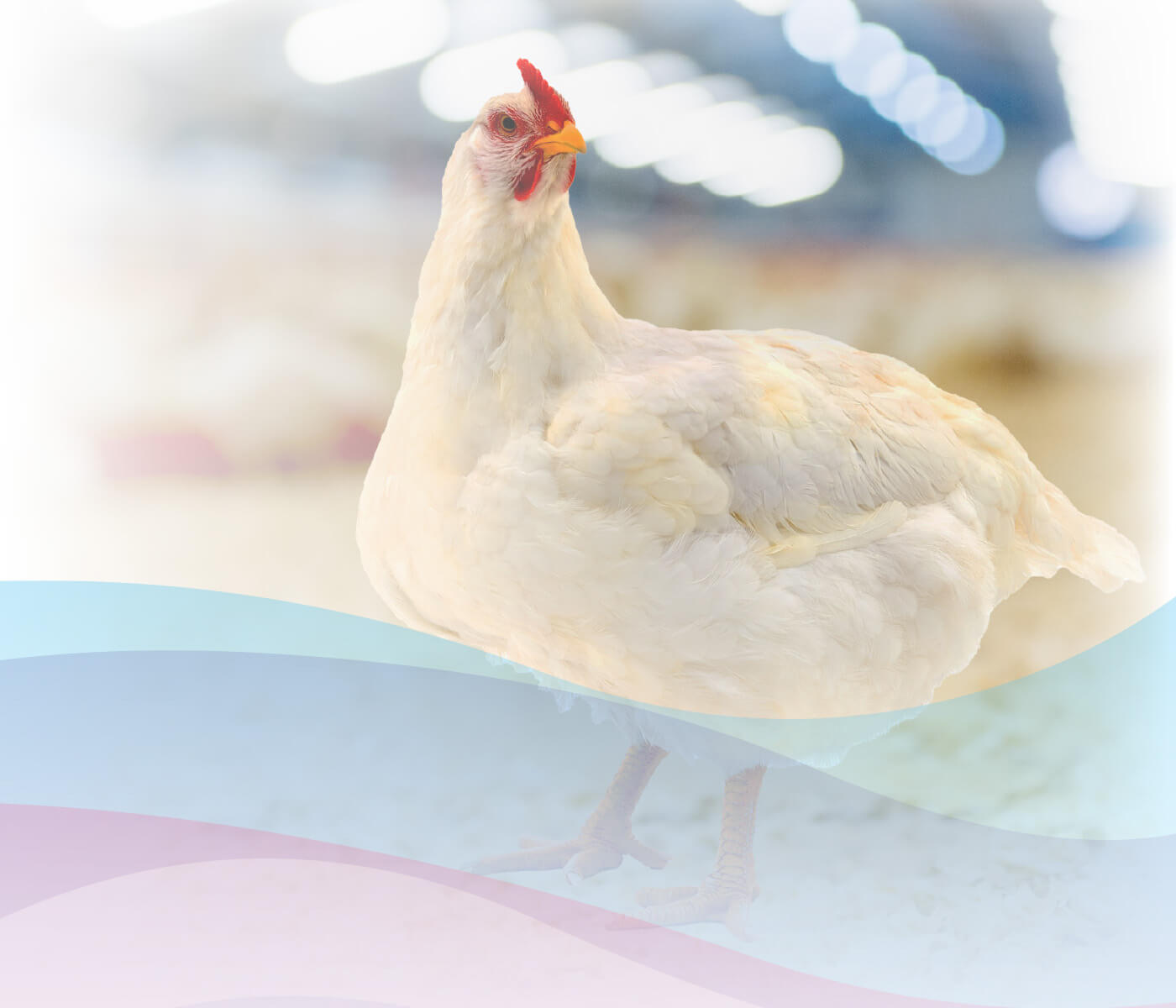 Enterite necrótica em frangos de corte – Parte 2