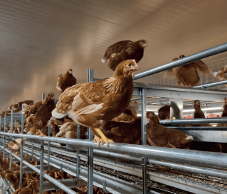 Sistemas Cage Free e Tratamento de Resíduos de Origem Animal – Artabas/Facco