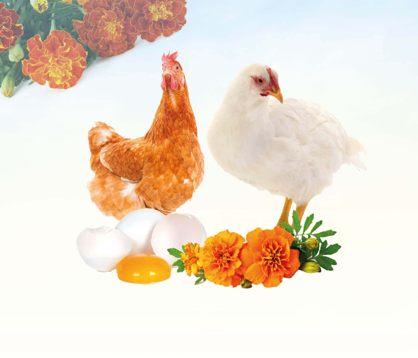 A ciência por trás da cor da gema: como a alimentação das aves pode afetar a qualidade do ovo