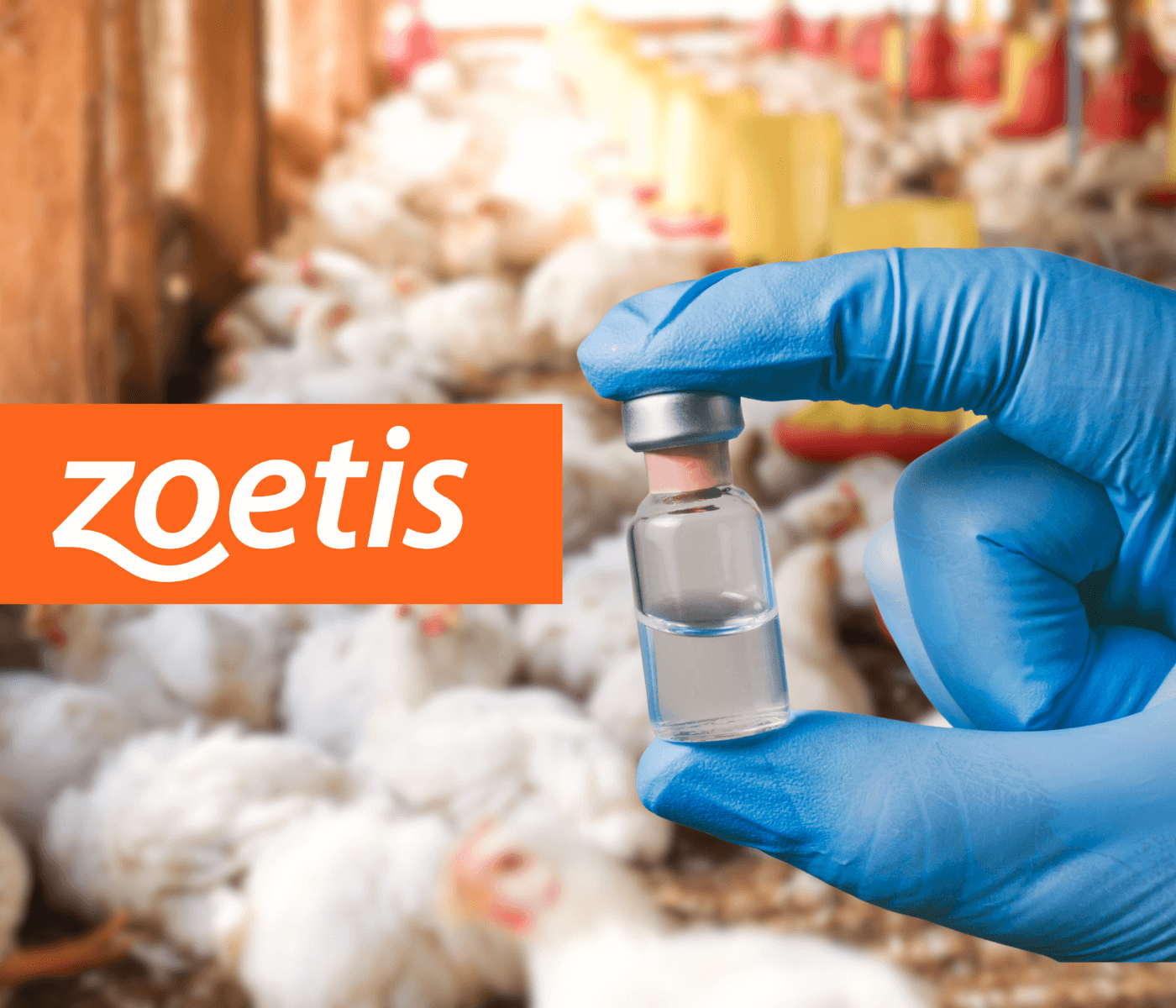 Zoetis realiza estudos de campo que comparam desempenho de vacinas...