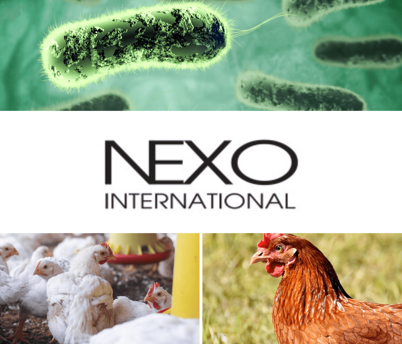 NEXO AGRO: Investindo em Inovação e Saúde Animal com a Nova Geração de Monoglicerídeos de Ação Antimicrobiana