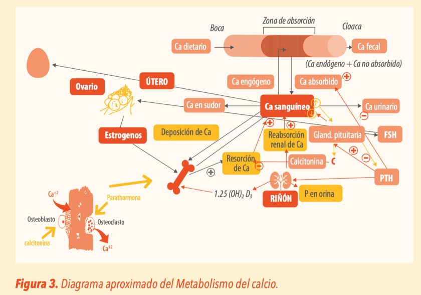 Metabolismo del calcio y fósforo en gallinas ponedoras modernas
