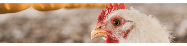 Enterite necrótica em frangos de corte - Parte 2