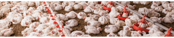 O poder dos ácidos orgânicos na avicultura