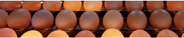 O mercado de insumos e as perspectivas para a produção de ovos