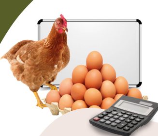 Iamgen Revista O mercado de insumos e as perspectivas para a produção de ovos