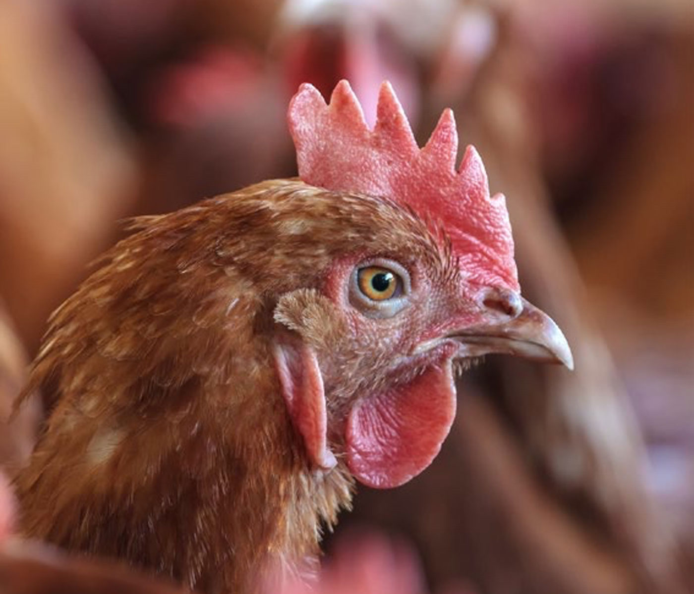 Nutrición de gallinas ponedoras, ¿qué debemos saber?