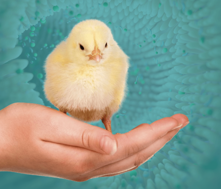 Salud intestinal en avicultura: Biomarcadores y aplicaciones