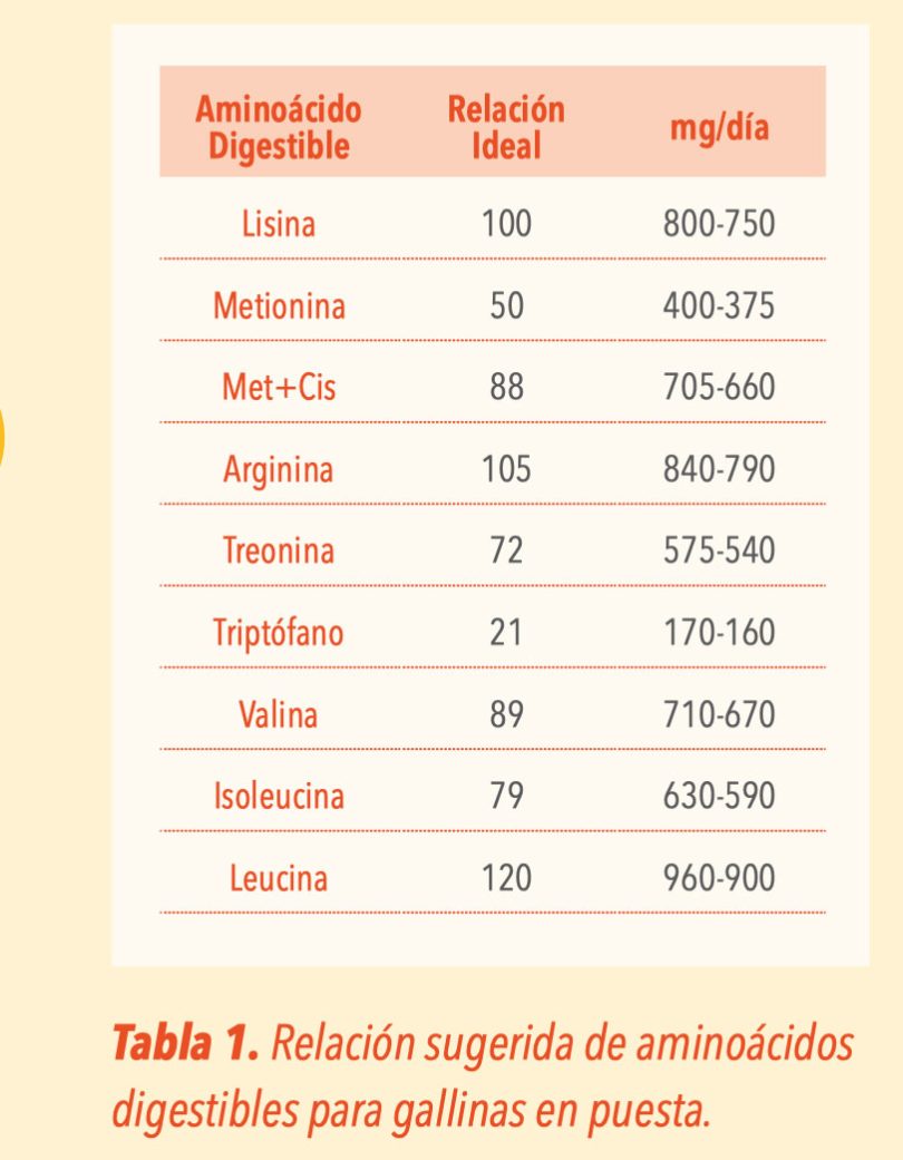 Nutrición De Gallinas Ponedoras ¿qué Debemos Saber 9999