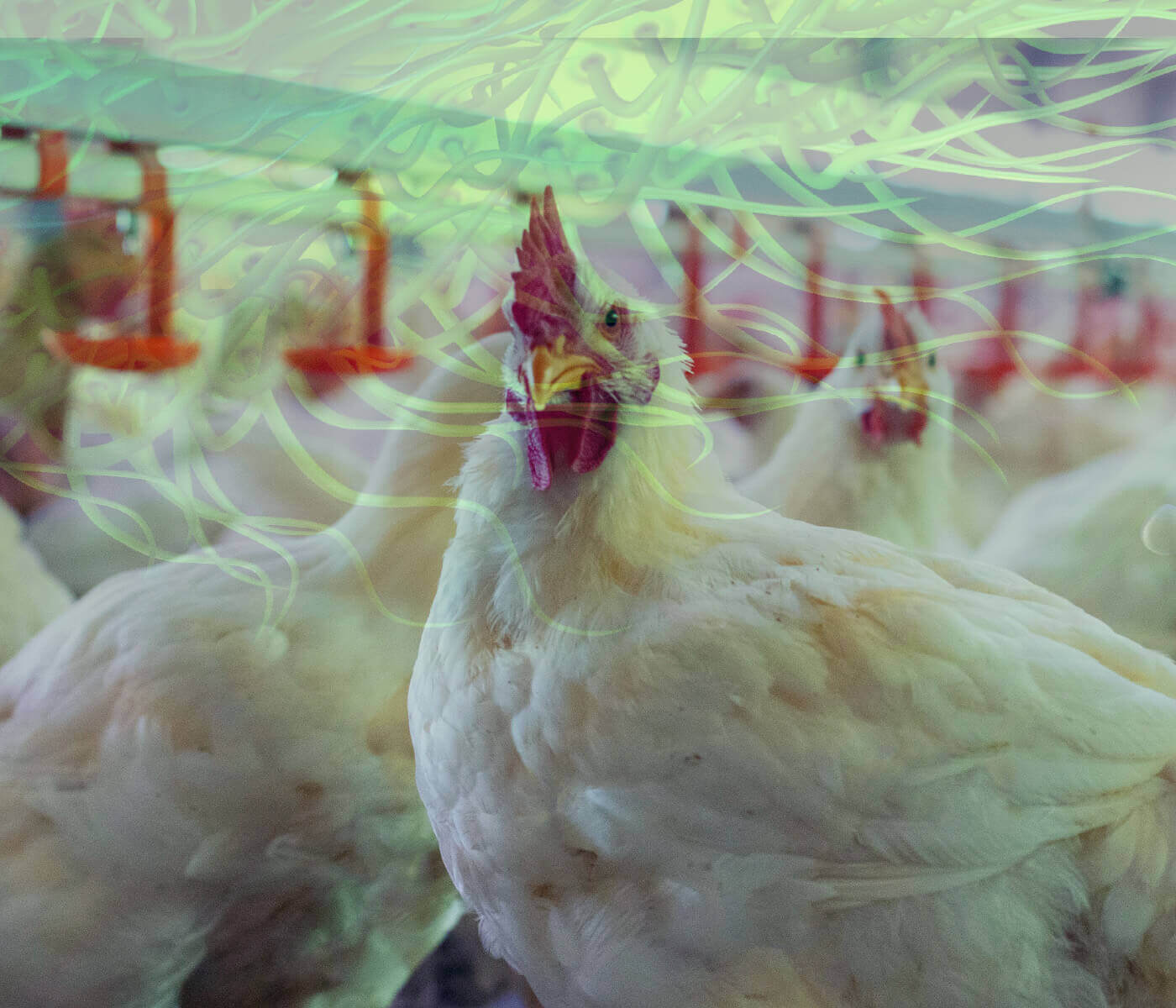 Estratégia de imunização para salmonelas paratíficas em frangos de corte: qual o impacto no frigorífico? 