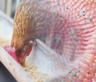 Iamgen Revista Optimizando la salud intestinal avícola con la innovadora APP VIIP – Vetanco Intestinal Integrity Program