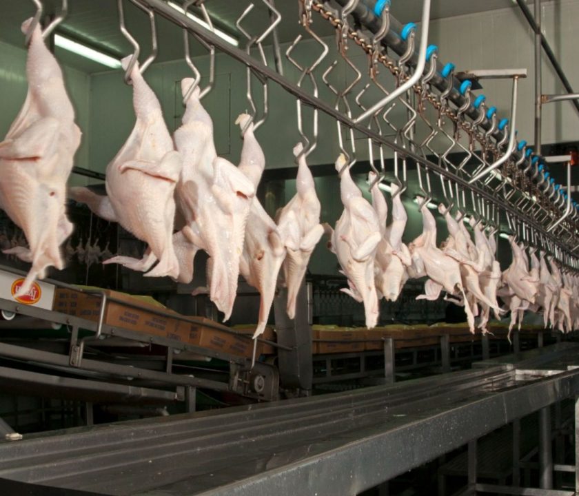 Arabia Saudita reabre su mercado a productos avícolas desde Argentina
