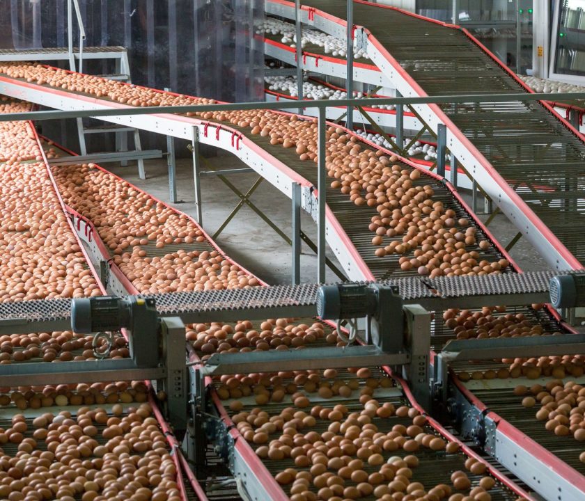 Brasil: Producción de huevos logra récord de 1,05 billones de docenas