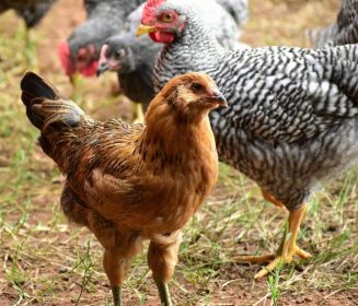 Japón suspende importaciones de carne de ave de Brasil