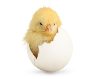 Perú autoriza importación de huevos fértiles y pollitos BB desde Brasil