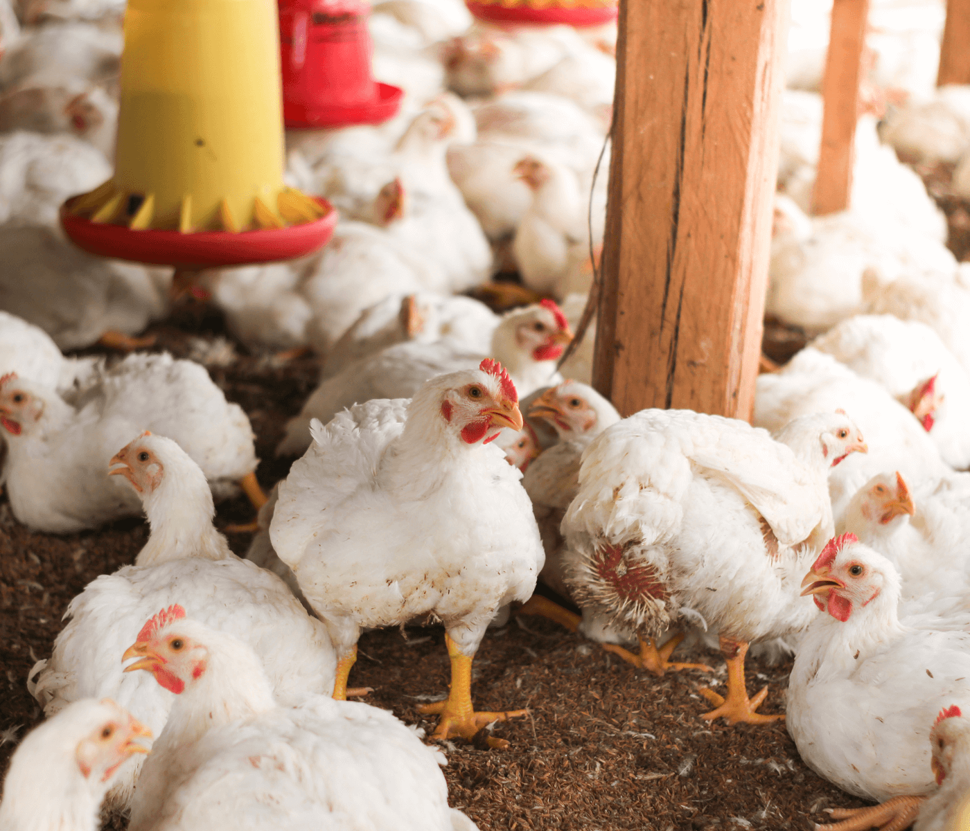 Custos de produção de frangos de corte caem em agosto
